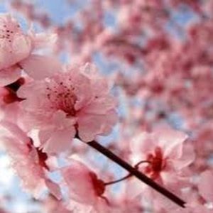 Meet your Posher, Eldu